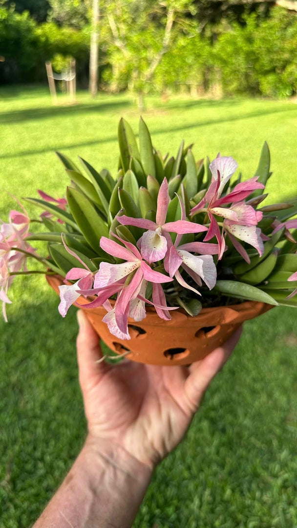 Brassocattleya Clear Stars (Brassavola nodosa × Cattleya Hsinying Pub)