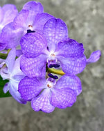 Load image into Gallery viewer, Vanda MV Tannins