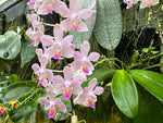 Load image into Gallery viewer, Phalaenopsis Hans Christiansen (gigantea 'Jumbo Orchids' × lindenii 'Jumbo')