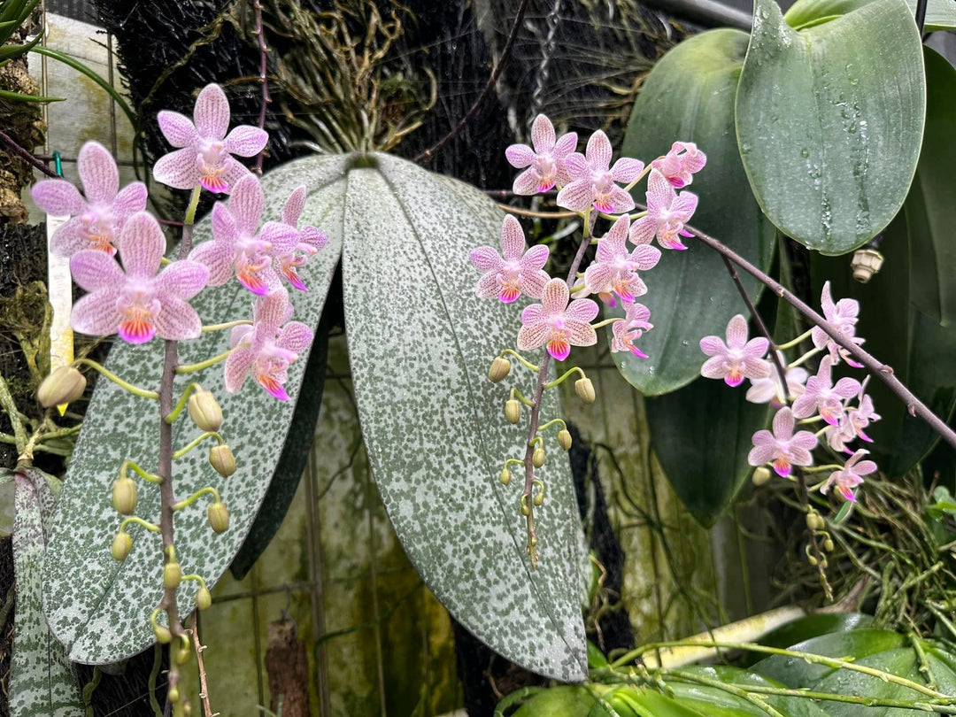 Phalaenopsis Hans Christiansen (gigantea 'Jumbo Orchids' × lindenii 'Jumbo')