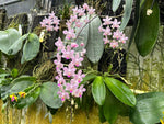 Load image into Gallery viewer, Phalaenopsis Hans Christiansen (gigantea 'Jumbo Orchids' × lindenii 'Jumbo')