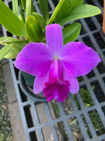 Carica l'immagine nel visualizzatore Galleria, Laelia pumila 'Caliman 5 stars' - Brazil Import