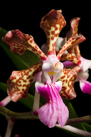 Vanda insignis