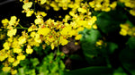 Carica l'immagine nel visualizzatore Galleria, Oncidium Golden Shower