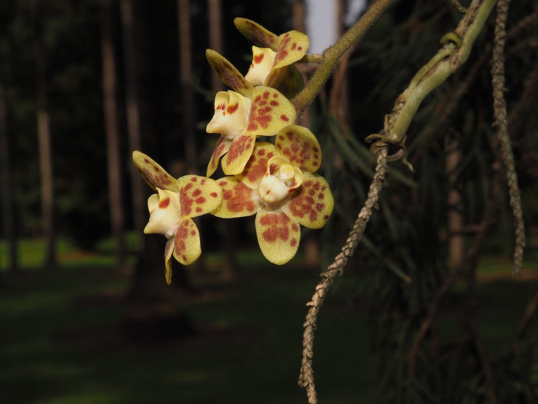 Chiloschista parishii 'North Thailand'