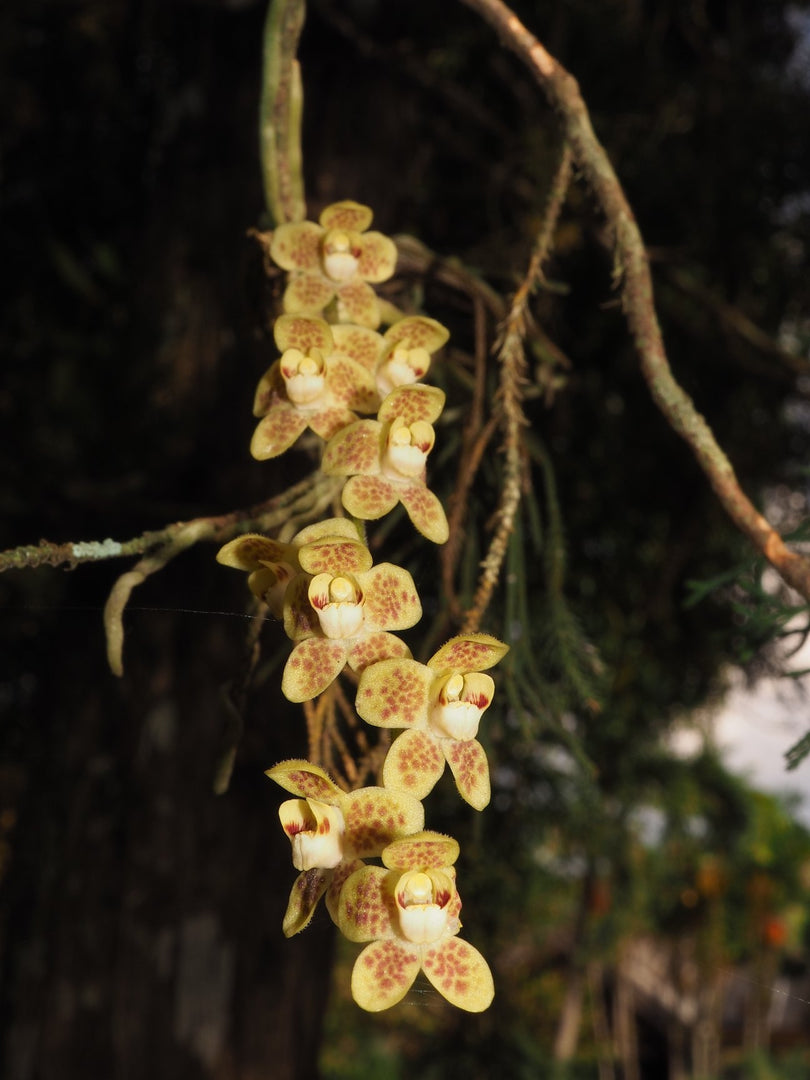 Chiloschista parishii 'North Thailand'