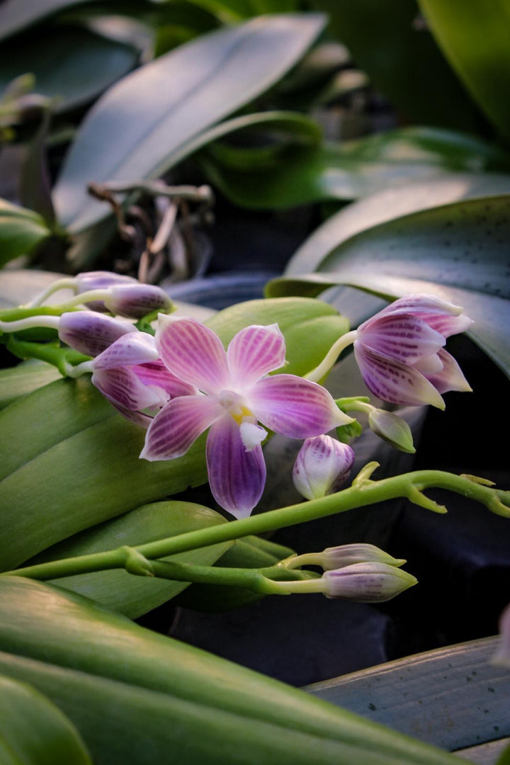 Phalaenopsis speciosa 'Iron Purple'