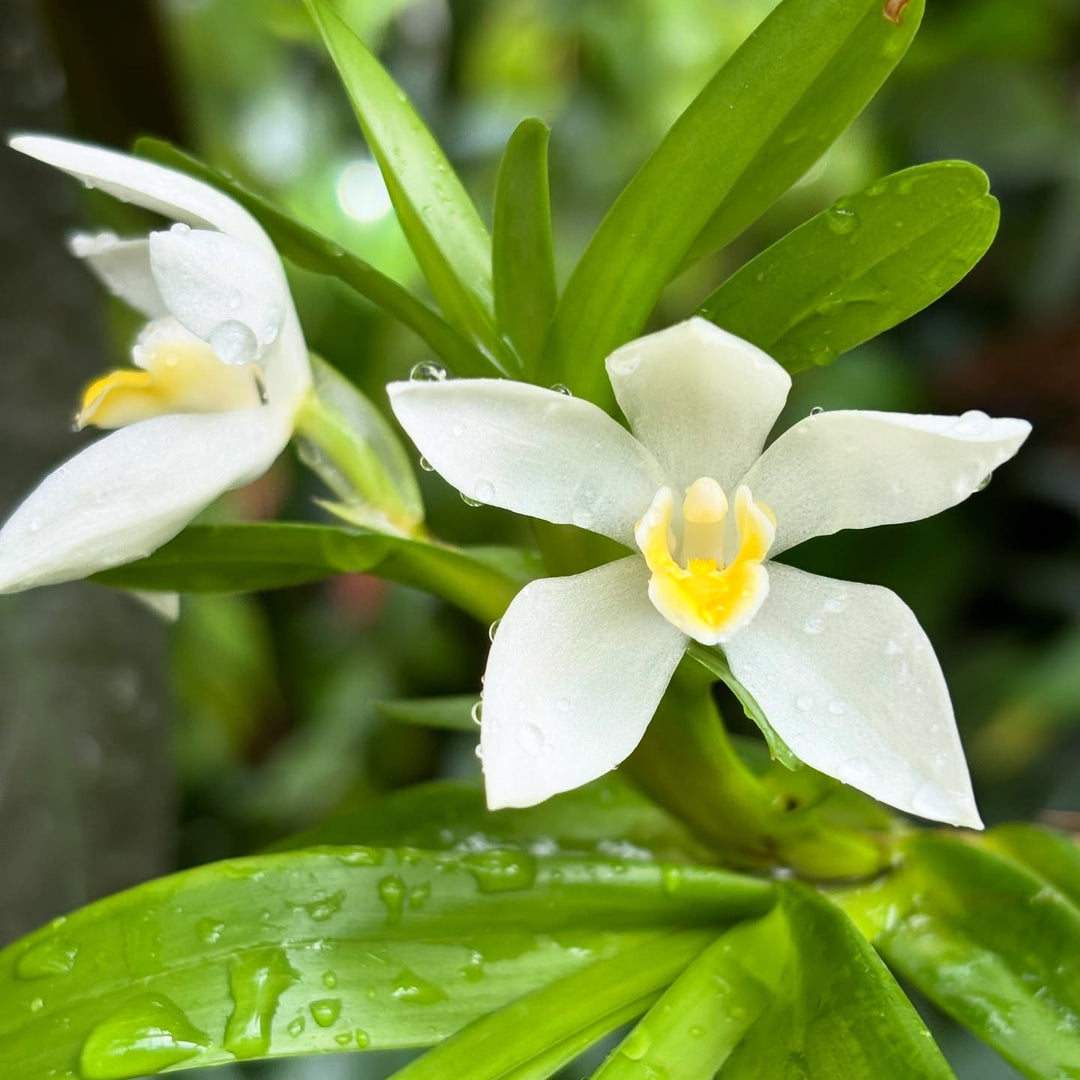 Maxillaria camaridii