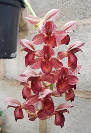 Catasetum Tupã (cirrhaeoides x denticulatum)