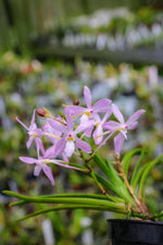 Load image into Gallery viewer, Neofinetia falcata 'Fujimusume' 藤娘