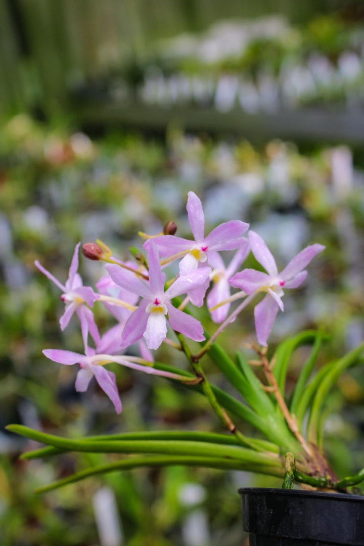 Neofinetia falcata 'Fujimusume' 藤娘