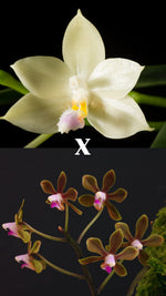 Load image into Gallery viewer, Phalaenopsis honghenensis x floresensis