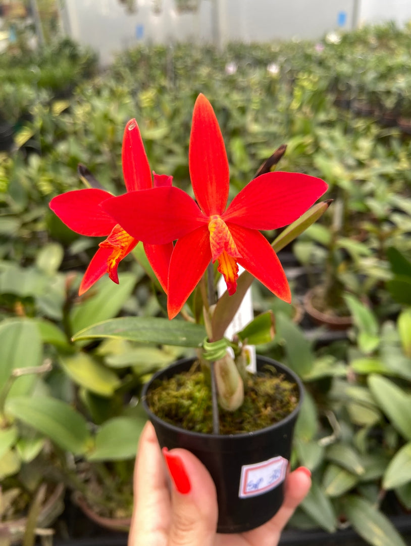 Laelia milleri x Sophronitis riograndensis - Brazil Import