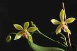 Carica l'immagine nel visualizzatore Galleria, Phalaenopsis Patrizia Cassol (Phalaenopsis natmataungensis x Phalaenopsis cochlearis)