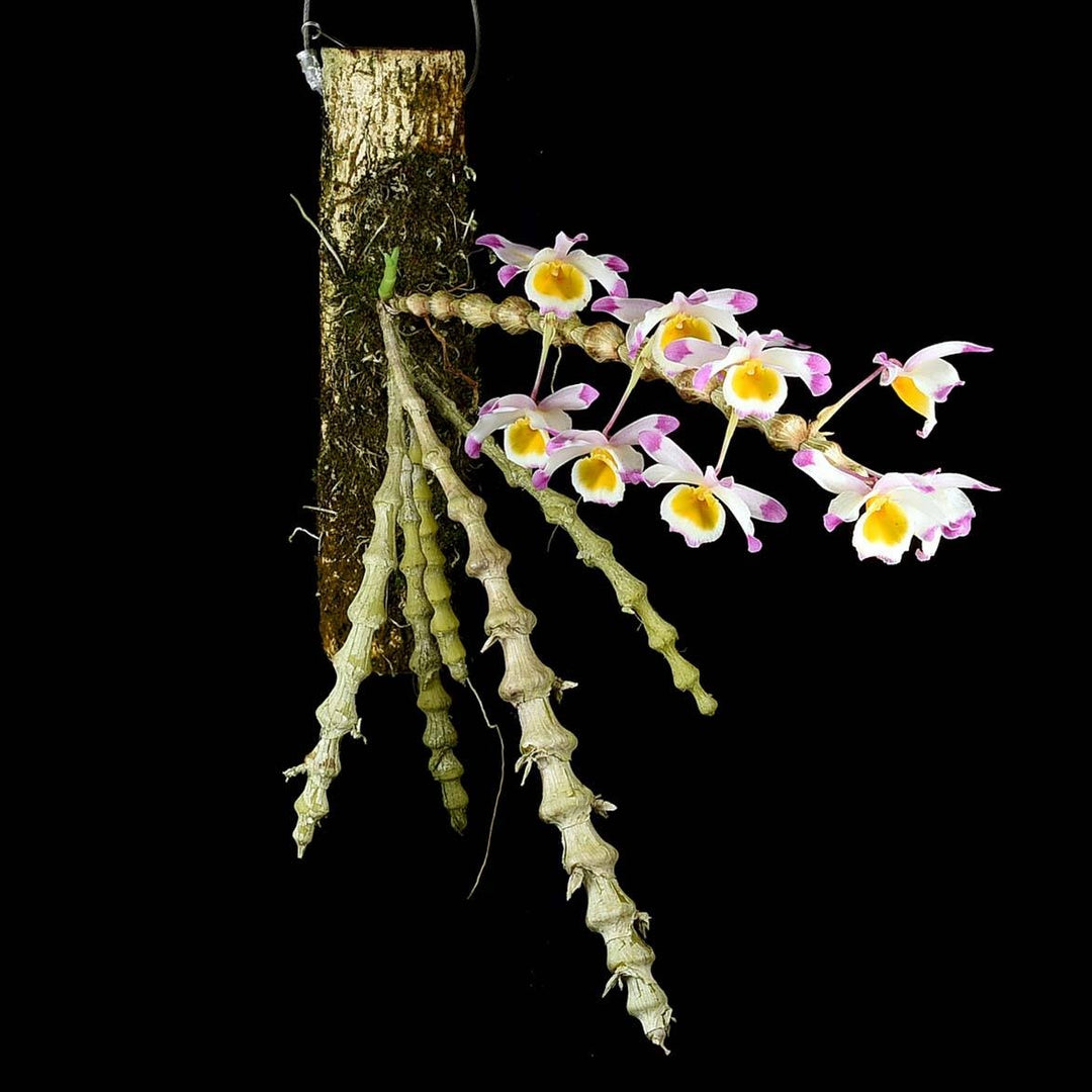 Dendrobium pendulum