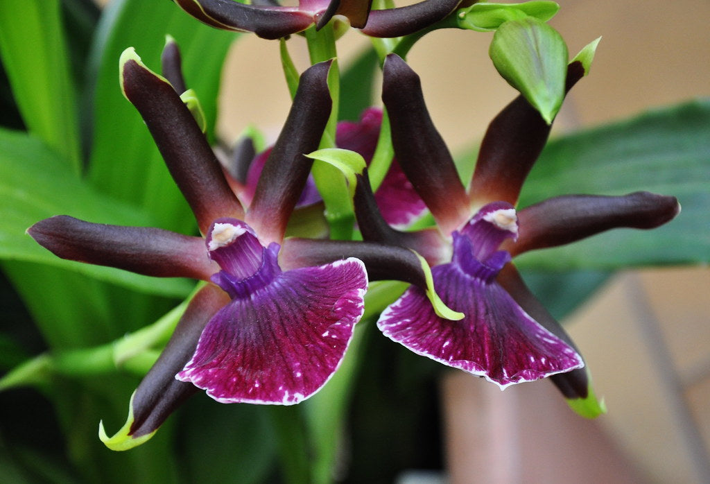 Zygopetalum Louisendorf 'Rhein Moonlight'