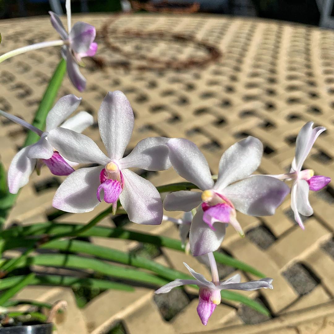 Holcoglossum flavescens x Vanda coerulescens