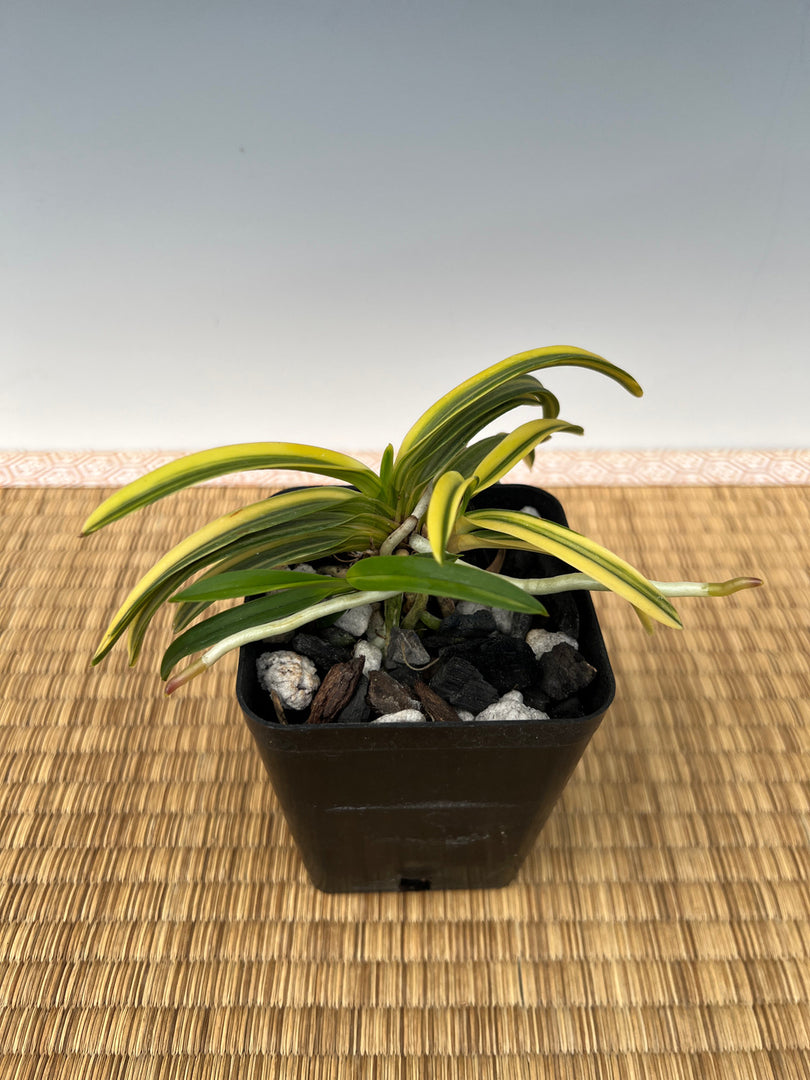Neofinetia falcata ‘Kinkōnishiki’ 金広錦