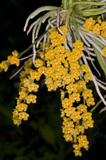 Load image into Gallery viewer, Chiloschista parishii 'Nakornpanom' syn. nakornpanomensis