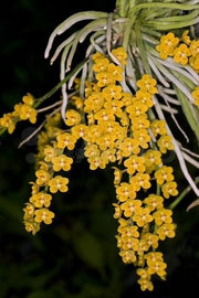 Chiloschista parishii 'Nakornpanom' syn. nakornpanomensis