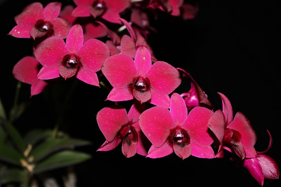 Dendrobium Thailand Black (Dendrobium Phalaenopsis)
