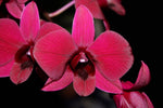 Carica l'immagine nel visualizzatore Galleria, Dendrobium Thailand Black (Dendrobium Phalaenopsis)