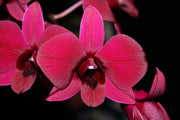 Dendrobium Burana Racha