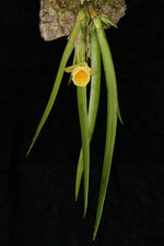 Carica l&#39;immagine nel visualizzatore Galleria, Plectrophora cultrifolia
