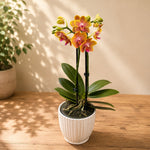 Carica l'immagine nel visualizzatore Galleria, Phalaenopsis Brother Sara Gold