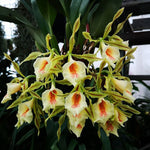 Carica l&#39;immagine nel visualizzatore Galleria, Trichopilia tortilis x turialbae alba
