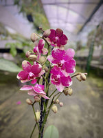 Carica l&#39;immagine nel visualizzatore Galleria, Phalaenopsis Diva = Rombley
