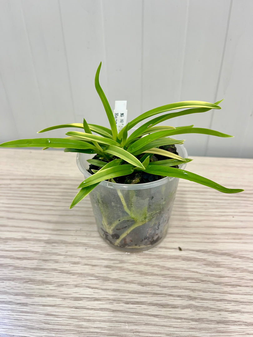 Neofinetia falcata 'Hanagoromo' 花衣 - BIG