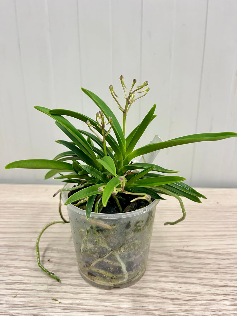 Neofinetia falcata 'Wonhong' 원홍 元紅 - BIG