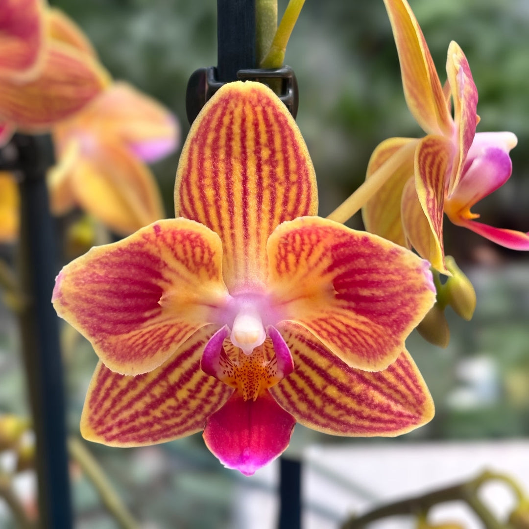 Phalaenopsis Chingruey's Goldstaff - Pelórica