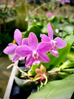 Load image into Gallery viewer, Phalaenopsis speciosa × schilleriana