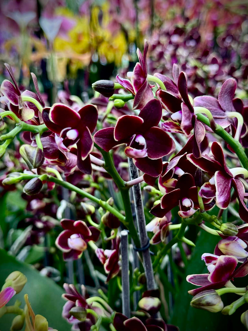 Phalaenopsis Taisuco Kobold