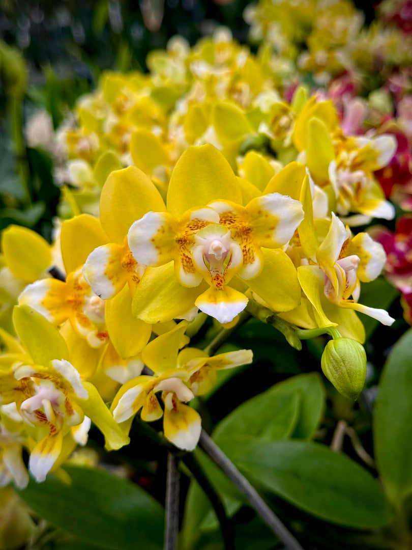 Phalaenopsis Sogo Manager Brother Sara Gold 'Peloric'