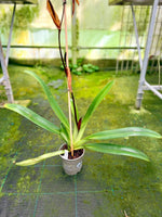 Carica l'immagine nel visualizzatore Galleria, Paphiopedilum Mem. Heinz Rengers 'Exotic Danzer' x Johanna Burkhardt 'Sam's Choice' FCC/AOS - Orchid Inn, Ltd.