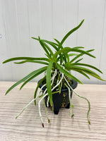 Carica l'immagine nel visualizzatore Galleria, Neofinetia falcata 'Koubai' 紅梅 - BIG