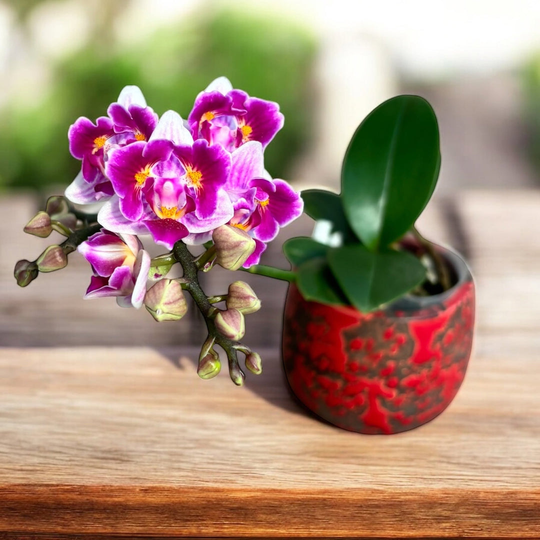 Phalaenopsis Lioulin Grape (peloric - 3 lips)