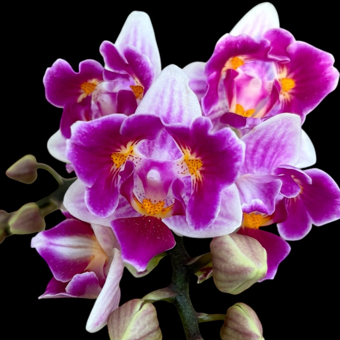 Phalaenopsis Lioulin Grape (peloric - 3 lips)