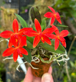 Carica l'immagine nel visualizzatore Galleria, Laelia milleri x Sophronitis riograndensis - Brazil Import