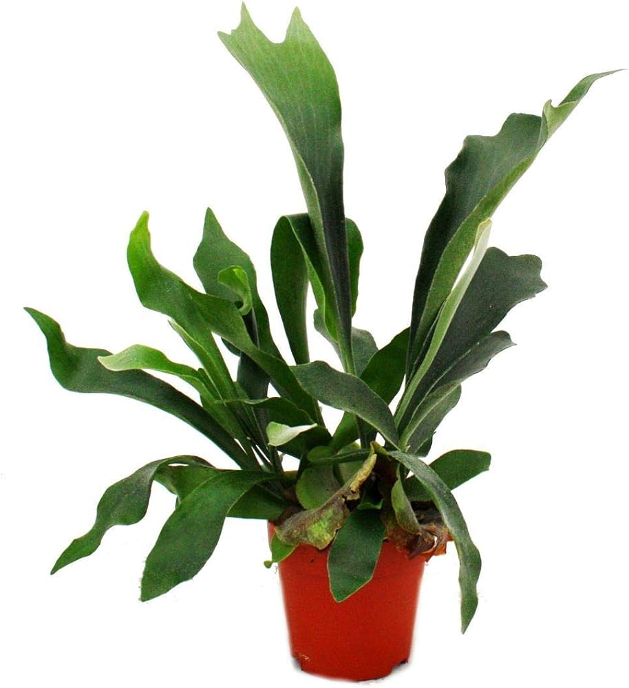 Platycerium bifurcatum