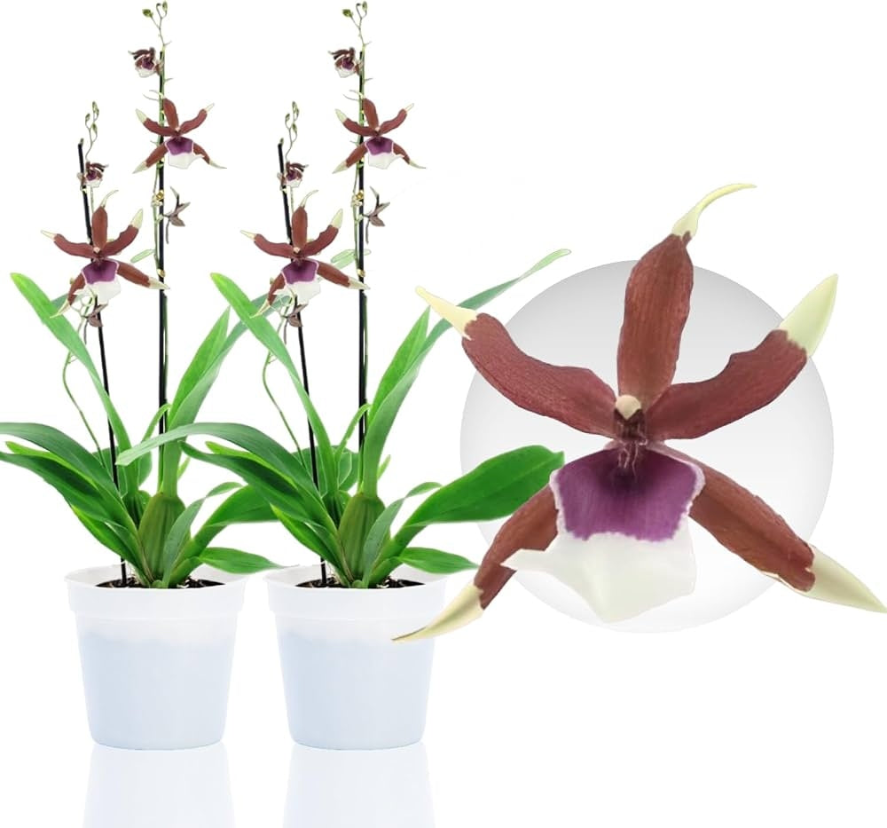 Aliceara Eurostar (Aliceara Tahoma Glacier x Oncidium schroederianum)