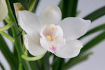 Carica l'immagine nel visualizzatore Galleria, Cymbidium White Flame