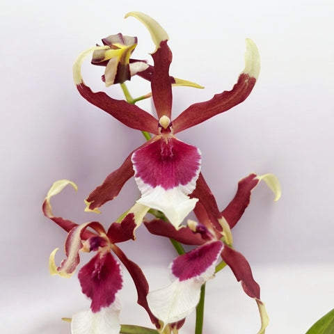 Aliceara Eurostar (Aliceara Tahoma Glacier x Oncidium schroederianum)