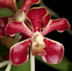 Carica l'immagine nel visualizzatore Galleria, Vanda mariae x tessellata