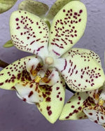 Carica l'immagine nel visualizzatore Galleria, Phalaenopsis Harto Kolopaking (viridis x stuartiana var. punctatissima)