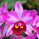 Carica l&#39;immagine nel visualizzatore Galleria, Blc. Quilla
