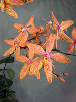 Load image into Gallery viewer, Renanthopsis Mildred Jameson (Renanthera monachica x Phalaenopsis stuartiana)
